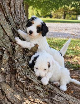 Mini Bernedoodle puppies
