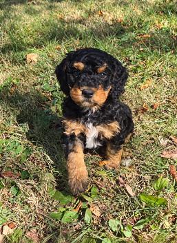 Mini Bernedoodle puppy