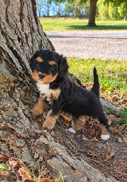 Mini Bernedoodle puppy