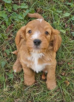 Mini Bernedoodle puppy