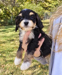 Mini Bernedoodle puppy