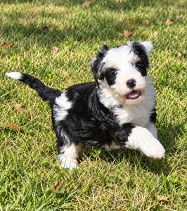 Mini Bernedoodle puppy